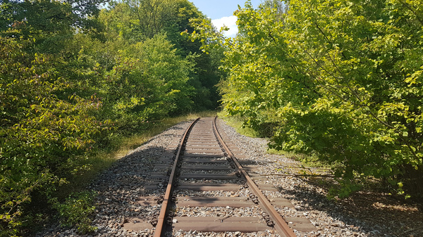 Treno in una zona remota, con binari che si snodano tra la vegetazione rigogliosa. Gli alberi verdi fiancheggiano entrambi i lati, mentre il sole illumina il percorso. L’immagine evoca una sensazione di tranquillità e isolamento.