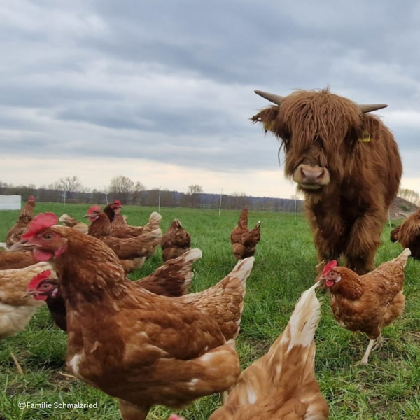 Gläserne Produktion: Hoffest bei Familie Schmalzried