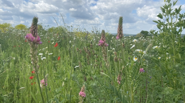 Ein blühendes Wiesenbild mit bunten Blumen, darunter lila Blüten und rote Mohnblumen, umgeben von grünem Gras. Im Hintergrund ziehen sich sanfte Hügel unter einem bewölkten Himmel hin.