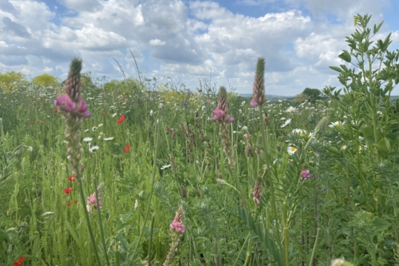 Ein blühendes Wiesenbild mit bunten Blumen, darunter lila Blüten und rote Mohnblumen, umgeben von grünem Gras. Im Hintergrund ziehen sich sanfte Hügel unter einem bewölkten Himmel hin.