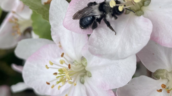 Eine Biene sitzt auf einer blühenden Apfelblüte. Die Blüten sind weiß mit einem Hauch von Rosa, umgeben von grünen Blättern. Die Biene ist damit beschäftigt, Nektar zu sammeln.