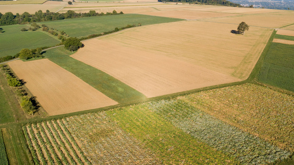 Luftaufnahme von weitläufigen Feldern in verschiedenen Grüntönen und braunen Farben. Die Felder sind in große, rechteckige Abschnitte unterteilt, und ein einzelner Baum steht isoliert auf einem der Felder. Der Himmel ist klar und sonnig.
