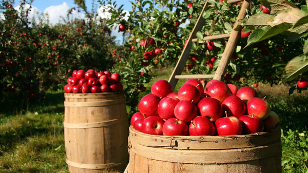 Two wooden barrels filled with freshly picked red apples are placed on grass in an orchard. Apple trees laden with fruit are visible in the background under a clear blue sky. A wooden ladder leans against the tree, suggesting an apple-picking area.