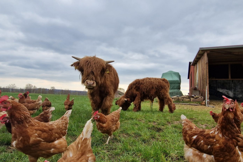 Auf der Wiese stehen mehrere Hühner, während zwei Highland-Rinder in der Nähe grasen. Im Hintergrund ist ein Stall zu sehen und der Himmel ist bewölkt. Das Bild vermittelt eine ländliche Atmosphäre mit Tieren.