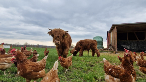 Auf der Wiese stehen mehrere Hühner, während zwei Highland-Rinder in der Nähe grasen. Im Hintergrund ist ein Stall zu sehen und der Himmel ist bewölkt. Das Bild vermittelt eine ländliche Atmosphäre mit Tieren.