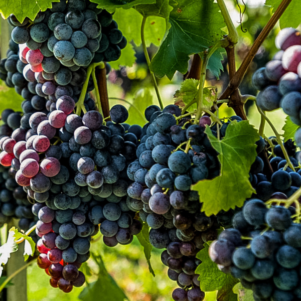 Event Teaserbild: Weinblütenfest und Gläserne Produktion Weingärtner Horrheim-Gündelbach