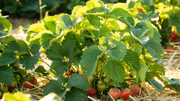 Ein Erdbeerfeld mit dichten, grünen Erdbeersträuchern. Unter den Blättern sind reife, rote Erdbeeren sichtbar, die zwischen dem Strohboden hervorkommen. Das Licht des Tages beleuchtet die Pflanzen und schafft eine lebendige Atmosphäre.