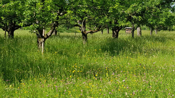 Ein blühender Obstgarten mit grünen Bäumen umgeben von hohem Gras und bunten Wildblumen. Der Himmel ist klar und sonnig, was eine friedliche und natürliche Atmosphäre schafft.