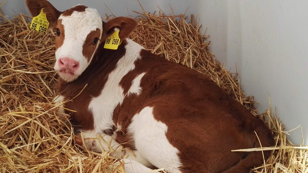 Ein braunes Kalb mit weißen Flecken liegt in einer gemütlichen Lage auf trockenem Stroh in einem geschützten Raum. Es trägt Ohrmarken zur Identifikation und wirkt entspannt.