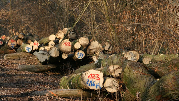 Die Darstellung zeigt mehrere Baumstämme, die auf einem Waldweg aufgestapelt sind. Einige Stämme sind mit rot-blauen Zahlen markiert. Die Umgebung ist von Bäumen und trockenem Laub umgeben, was auf eine ländliche, herbstliche Landschaft hinweist.