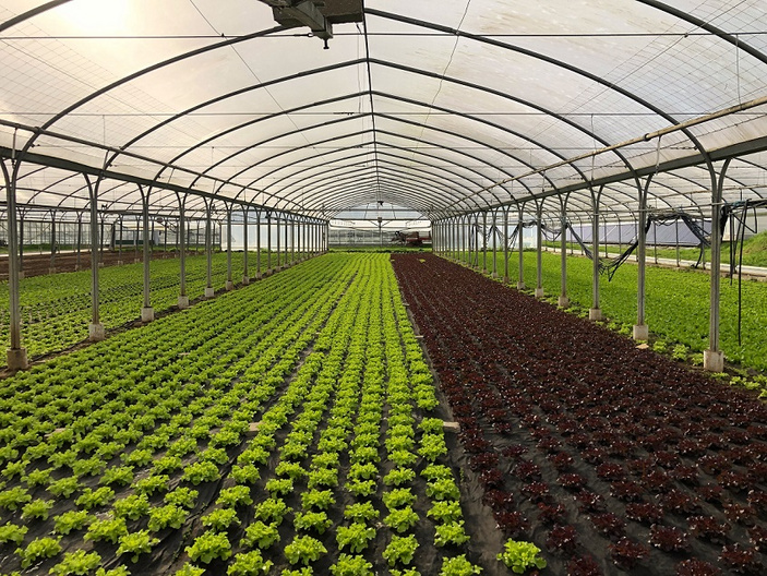 Ein Gewächshaus mit zwei parallelen Reihen von Salatpflanzen. Links wachsen grüne Pflanzen, während rechts rote Salatvarianten zu sehen sind. Die Pflanzen sind in regelmäßigen Abständen angeordnet und die Struktur des Gewächshauses ist gut sichtbar.