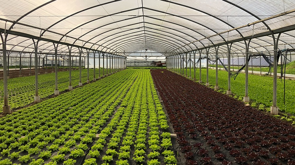Ein Gewächshaus mit zwei parallelen Reihen von Salatpflanzen. Links wachsen grüne Pflanzen, während rechts rote Salatvarianten zu sehen sind. Die Pflanzen sind in regelmäßigen Abständen angeordnet und die Struktur des Gewächshauses ist gut sichtbar.