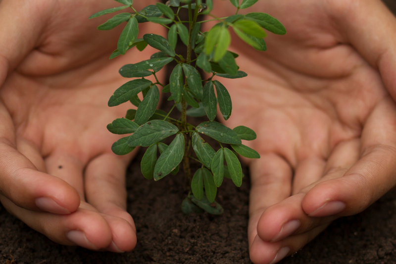 Die Hände einer Person halten eine junge Pflanze, die aus dunklem Boden sprießt. Die Blätter sind grün und frisch. Die Szene vermittelt ein Gefühl von Pflege und Wachstum.