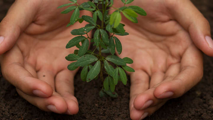 Die Hände einer Person halten eine junge Pflanze, die aus dunklem Boden sprießt. Die Blätter sind grün und frisch. Die Szene vermittelt ein Gefühl von Pflege und Wachstum.