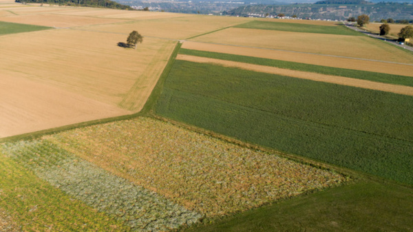 Luftaufnahme eines weitläufigen, landwirtschaftlichen Gebiets mit verschiedenen Feldfrüchten. Die Felder zeigen unterschiedliche Farben und Texturen, die die Vielfalt der Anbauflächen darstellen. Im Hintergrund sind sanfte Hügel und ein klarer Himmel sichtbar.