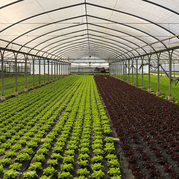 Transparent production: Farm festival at the Schäfer organic farm