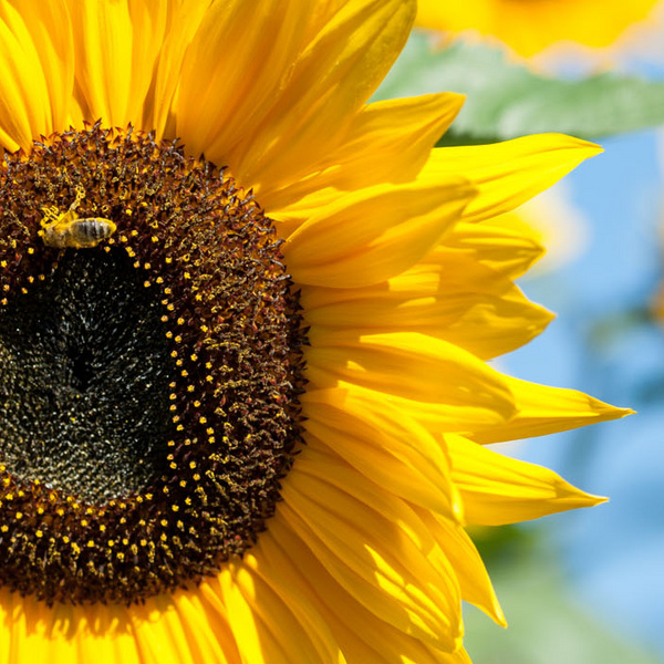 Bereichsbild für Seite: Natur- und Artenschutz