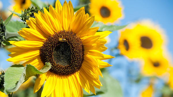 A close-up of a vibrant yellow sunflower showcases its large, circular brown center surrounded by bright petals. In the background, more sunflowers stand tall against a clear blue sky, creating a cheerful and sunny garden scene.