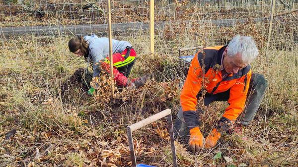 Zwei Personen arbeiten in einem herbstlichen Waldgebiet. Ein Mann in orangefarbener Kleidung und eine Frau in grauer Jacke bringen Pflanzen in den Boden. Neben ihnen steht ein blauer Korb mit Materialien. Laub bedeckt den Boden, und hinter ihnen sind Bäume zu sehen.
