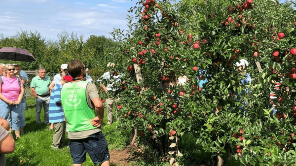 Eine Gruppe von Menschen steht in einem Obstgarten mit Apfelbäumen. Die Bäume sind voll mit roten Äpfeln. Eine Person in grüner Weste erklärt den Anwesenden etwas über die Apfelernte. Der Himmel ist blau, und die Umgebung wirkt sonnig und einladend.