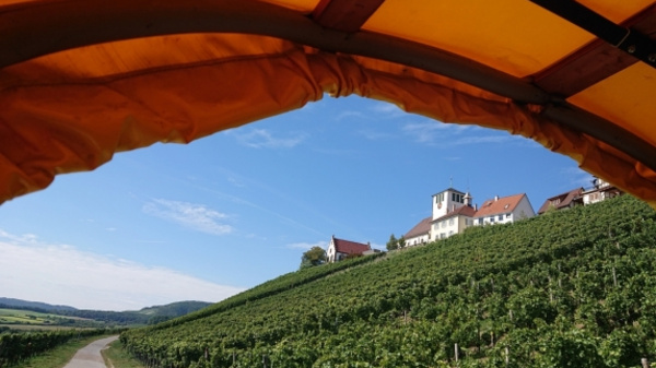 Blick aus einem Pferdewagen auf einen Weinberg mit Reihen von Rebstöcken. Im Hintergrund steht ein Weinbauernhaus mit einem Turm. Der Himmel ist blau mit leichten Wolken. Der Weg führt durch die Weinlandschaft.