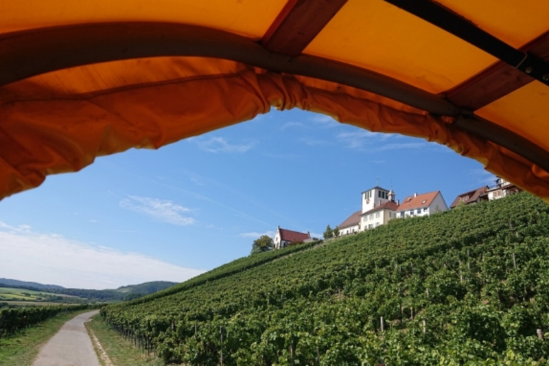 Blick aus einem Pferdewagen auf einen Weinberg mit Reihen von Rebstöcken. Im Hintergrund steht ein Weinbauernhaus mit einem Turm. Der Himmel ist blau mit leichten Wolken. Der Weg führt durch die Weinlandschaft.
