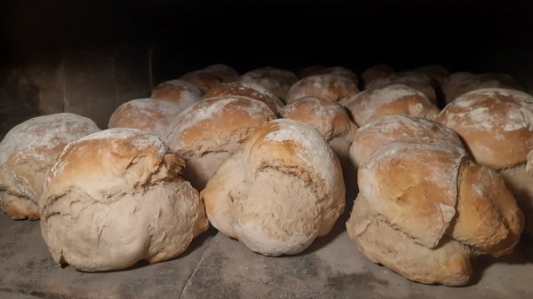 Eine Ansammlung von frisch gebackenen Brötchen, die leicht bemehlt sind und in einem Backofen liegen. Die Brötchen haben eine goldene Kruste und sind unregelmäßig geformt. (Text KI generiert)