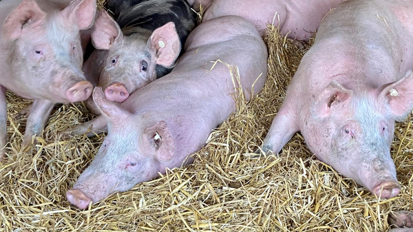 Un gruppo di maiali di varie dimensioni si riposa su un letto di paglia. Alcuni maiali sono di colore rosa chiaro, mentre uno è di colore nero. Sembrano tranquilli e rilassati nell’ambiente della stalla.