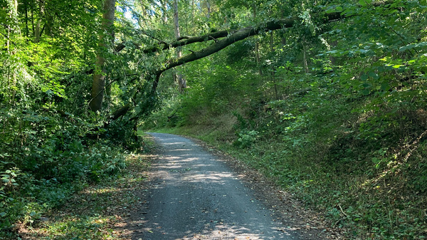 A dirt path winds through a lush green forest, with tall trees on either side. A large fallen branch stretches across the path, partially blocking it. Sunlight filters through the leaves, creating a serene, dappled effect on the ground.