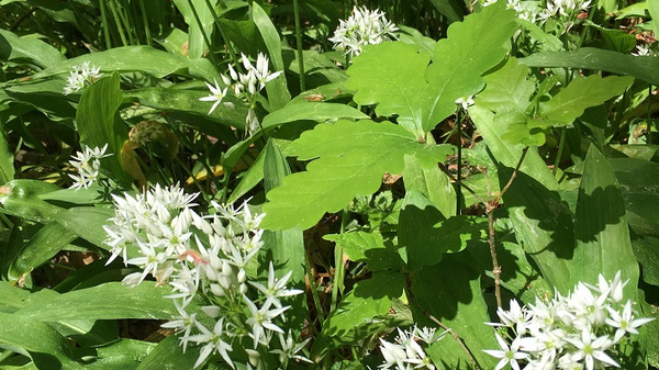 Das Bild zeigt eine dichte Pflanzenlandschaft mit vielen kleinen weißen Blüten und grünen Blättern. Die Blüten sind sternförmig angeordnet und wachsen aus einem unteren Blattwerk, das aus langen, schmalen Blättern besteht.