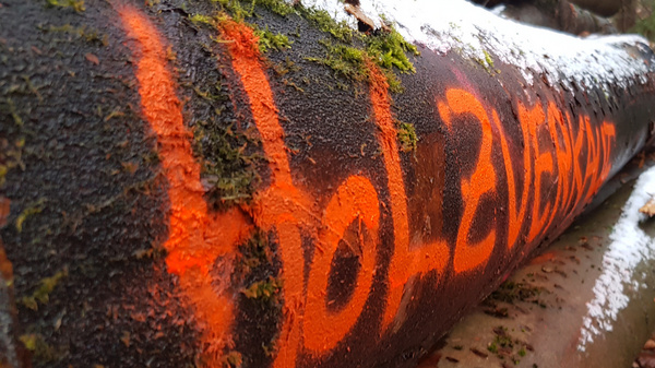 A close-up view of fallen logs in a forest, with bright orange graffiti reading "Holzverbot" on one log. The logs are covered with moss and surrounded by fallen leaves, indicating a damp, earthy environment. Trees are visible in the background.