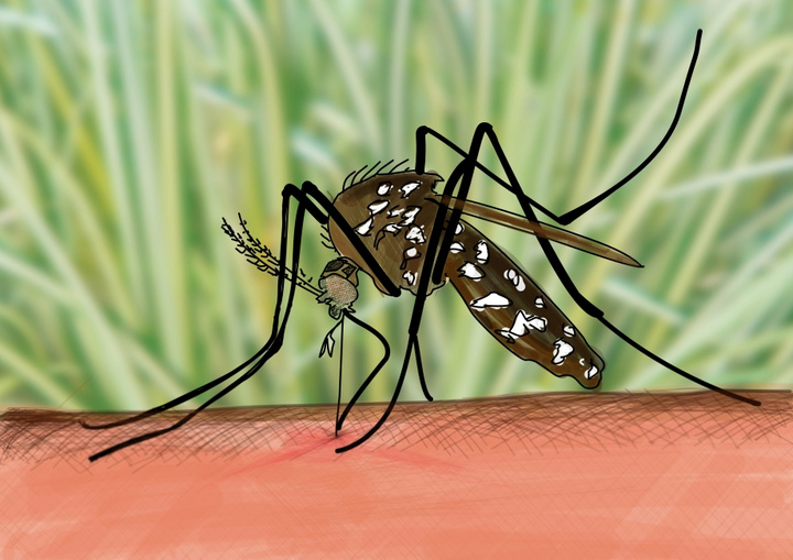 Eine Mücke sitzt auf einer Hautoberfläche und sticht zu. Ihr Körper ist braun mit weißen Punkten. Im Hintergrund ist unscharfes, grünes Gras zu sehen. Die Mücke symbolisiert Themen wie Insektenstiche und mögliche Krankheiten.