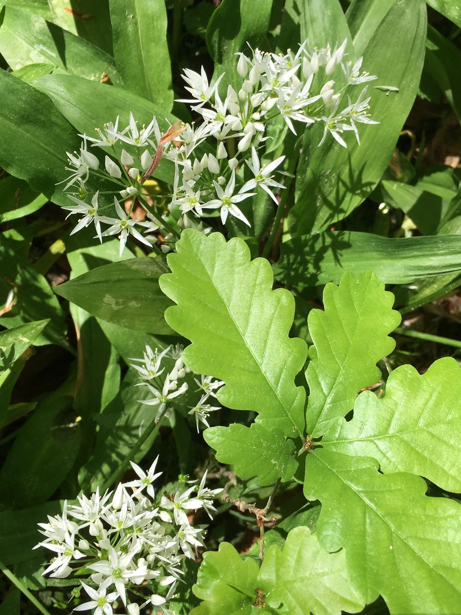 Header Bild: Ein naher Blick auf eine grüne Pflanzenlandschaft. Die Szene zeigt auffällige weiße Blüten und verschiedene grüne Blätter, darunter ein großes, gezacktes Blatt. Die Bildkomposition vermittelt ein Gefühl von natürlicher Frische und üppigem Wachstum.