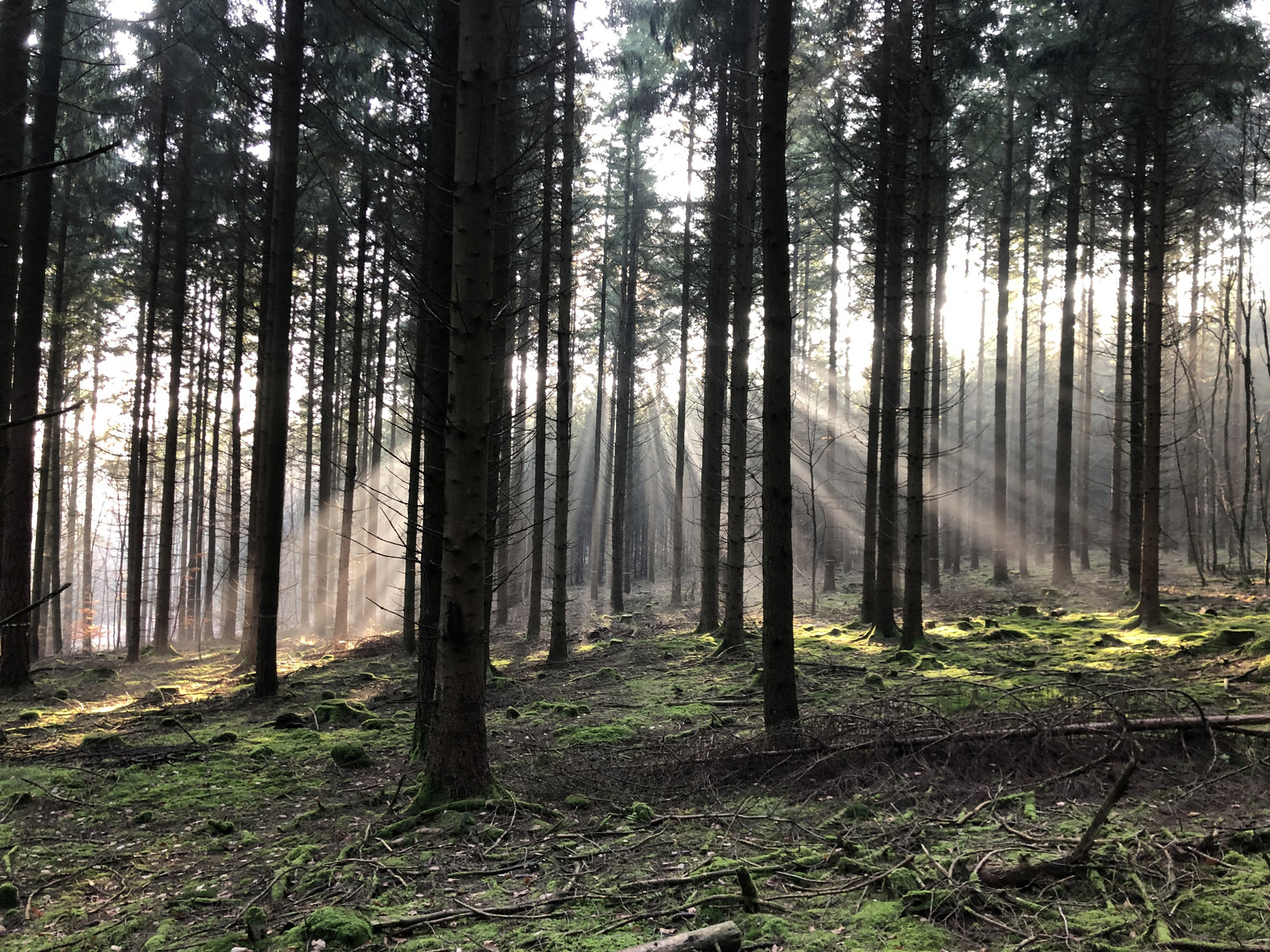 Header Bild: Ein nebliger Wald mit hohen, schlanken Bäumen. Strahlen von Sonnenlicht fallen zwischen den Stämmen auf den moosbewachsenen Boden. Es herrscht eine ruhige, friedliche Atmosphäre.