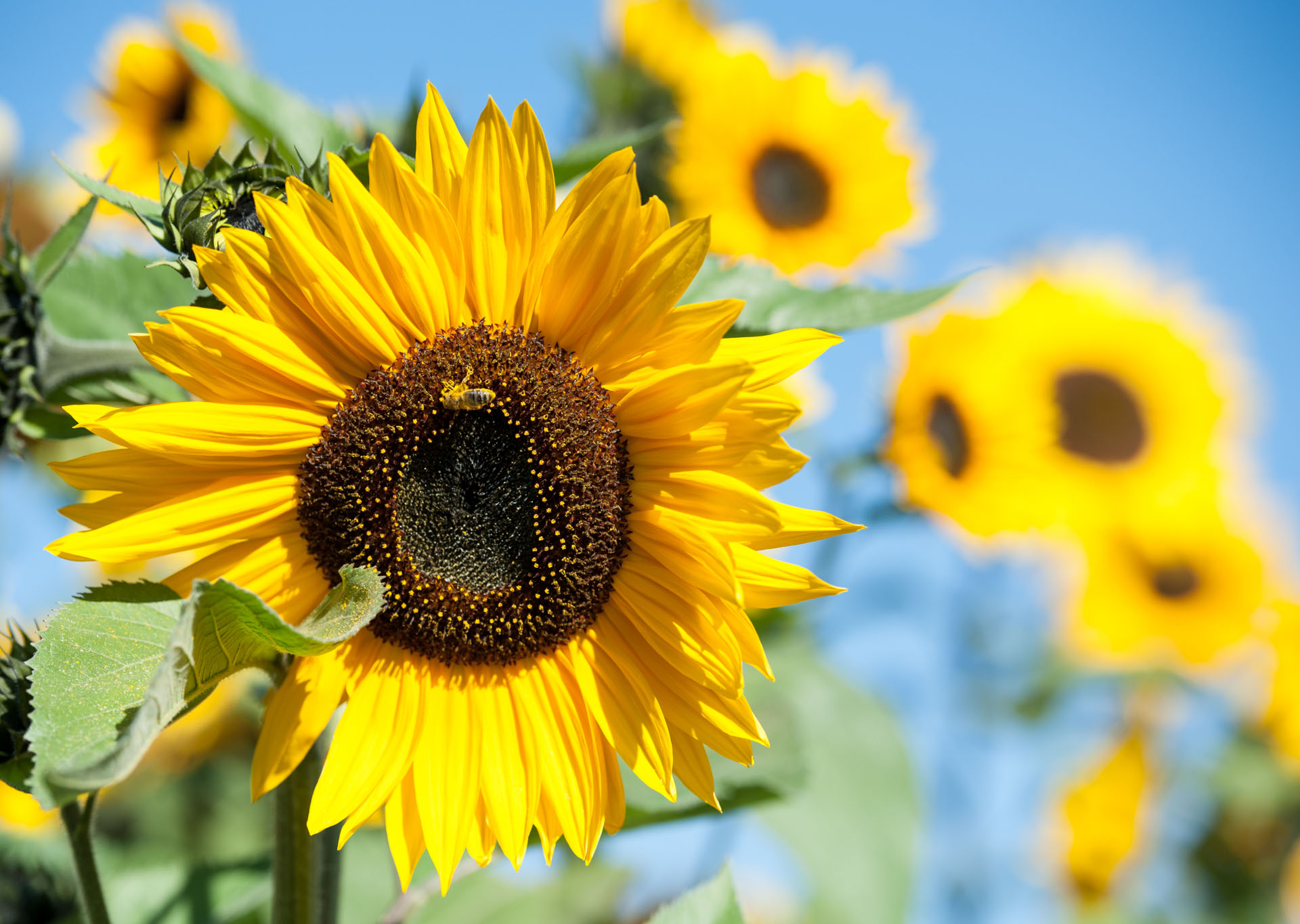 Sonnenblumen Eine große Sonnenblume mit leuchtend gelben Blütenblättern steht im Vordergrund. Ihr dunkelbraunes Zentrum zieht das Auge an. Im Hintergrund sind weitere Sonnenblumen unscharf zu sehen und der Himmel hat eine klare, blaue Farbe.