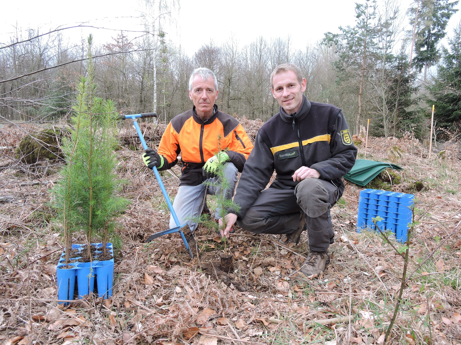 Zwei Personen in Arbeitskleidung pflanzen einen Baum in einem Waldgebiet. Neben ihnen stehen mehrere junge Bäume in blauen Behältern. Die Umgebung ist von Laub und kleineren Bäumen geprägt, und der Himmel ist bewölkt.