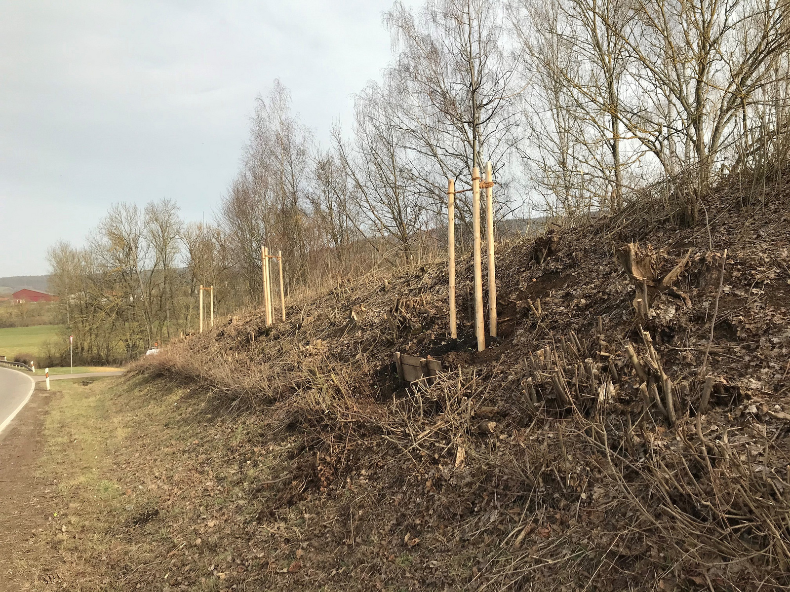 Eine schräge Fläche entlang einer Straße, auf der junge Bäume mit Holzstützen gepflanzt sind. Die Umgebung ist kahl, mit trockenem Laub und einigen verbleibenden Sträuchern. Im Hintergrund sind weitere Bäume und Hügel sichtbar.
