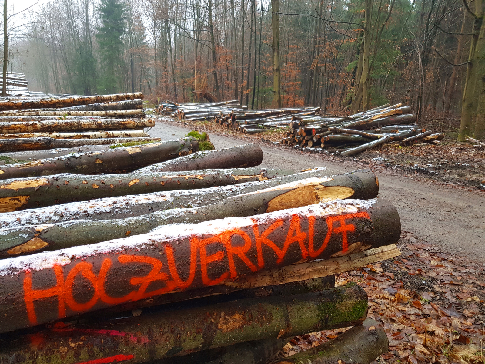 Auf einem Waldweg liegen gestapelte Holzstämme. Einige Stämme sind mit roter Farbe mit dem Wort "Holzverkauf" beschriftet. Im Hintergrund sind weitere Holzstapel sichtbar und der Wald hat eine herbstliche, karge Atmosphäre.