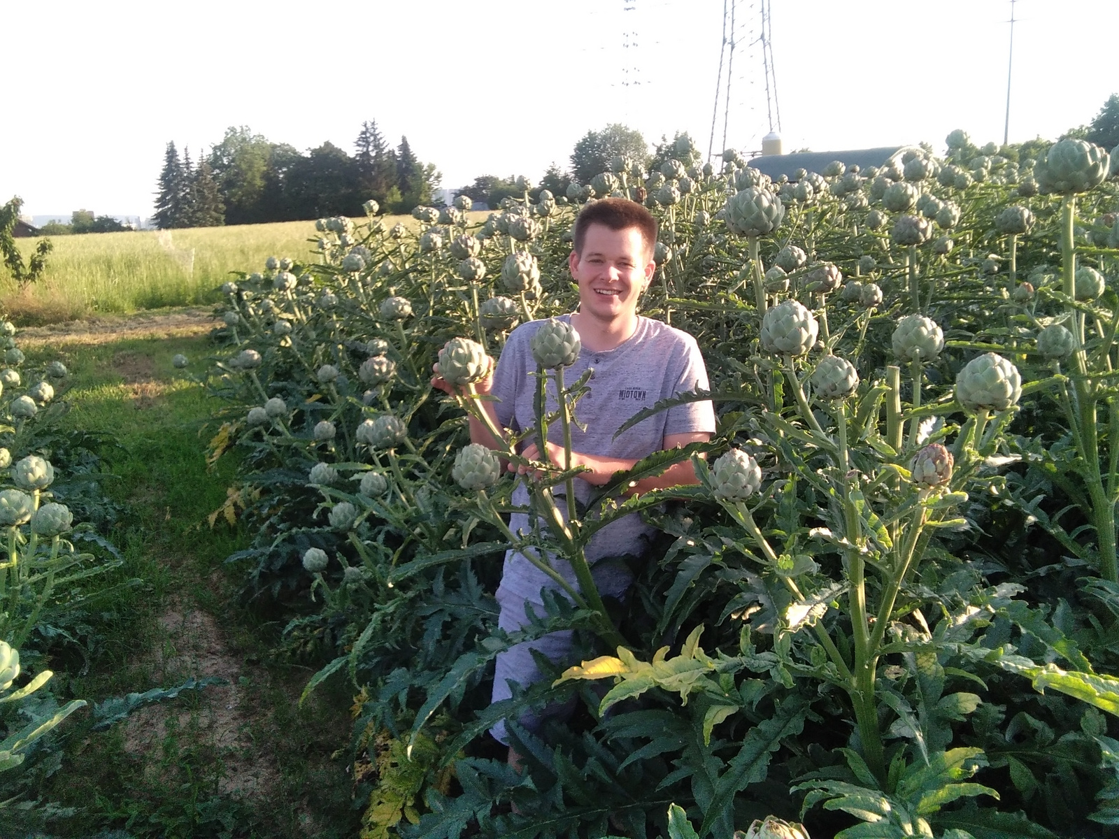A person stands in a field of green artichoke plants, smiling and holding a handful of artichokes. The setting is bright and sunny, with trees and power lines visible in the background.
