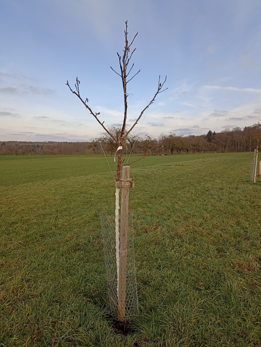 A young, bare tree stands in an open green field, supported by a protective wire mesh. The sky is slightly cloudy, and the distant landscape includes trees and hills. The image captures a serene rural setting.