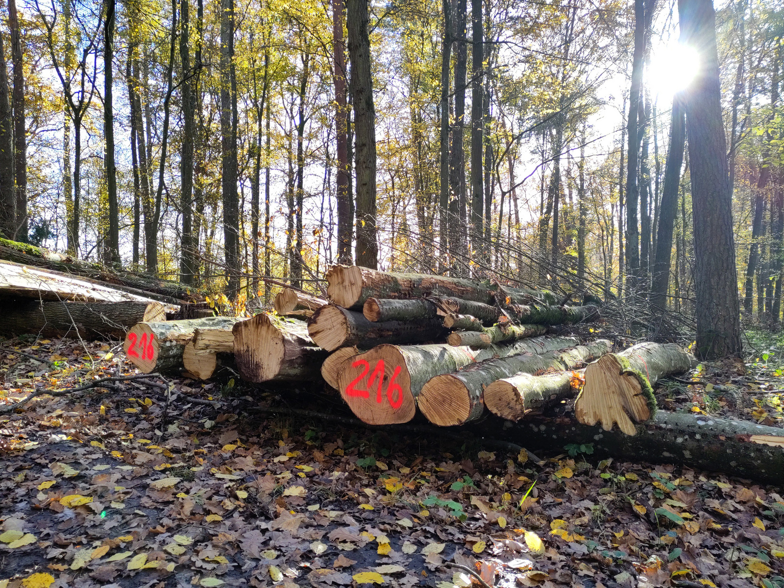 Ein Haufen gefällter Baumstämme liegt im Wald, teilweise mit roten Zahlen gekennzeichnet. Die Umgebung ist von herbstlichem Laub und Bäumen geprägt. Im Hintergrund scheint die Sonne durch die Bäume.