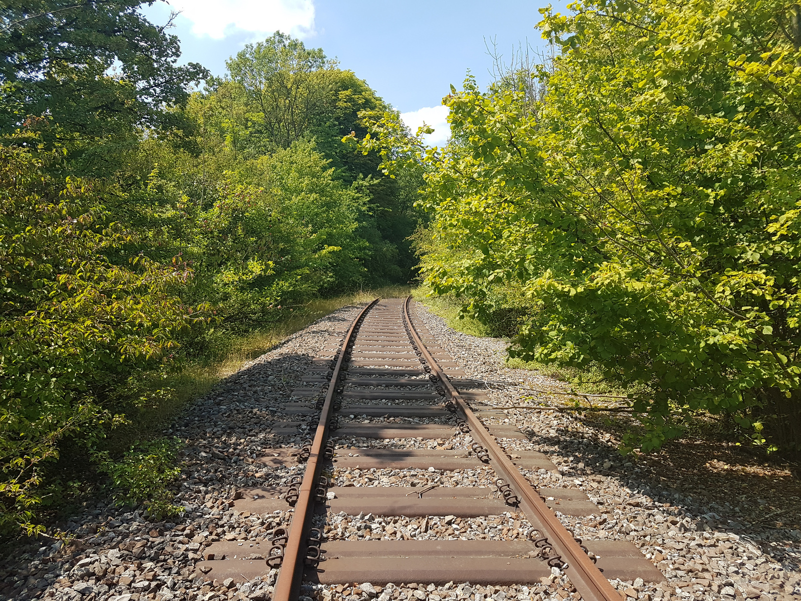 Ein Blick auf eine ruhige Bahnstrecke, die durch üppiges grünes Pflanzenwerk führt. Die Schienen verlaufen in die Ferne, umgeben von Bäumen und Sträuchern, unter einem klaren blauen Himmel.