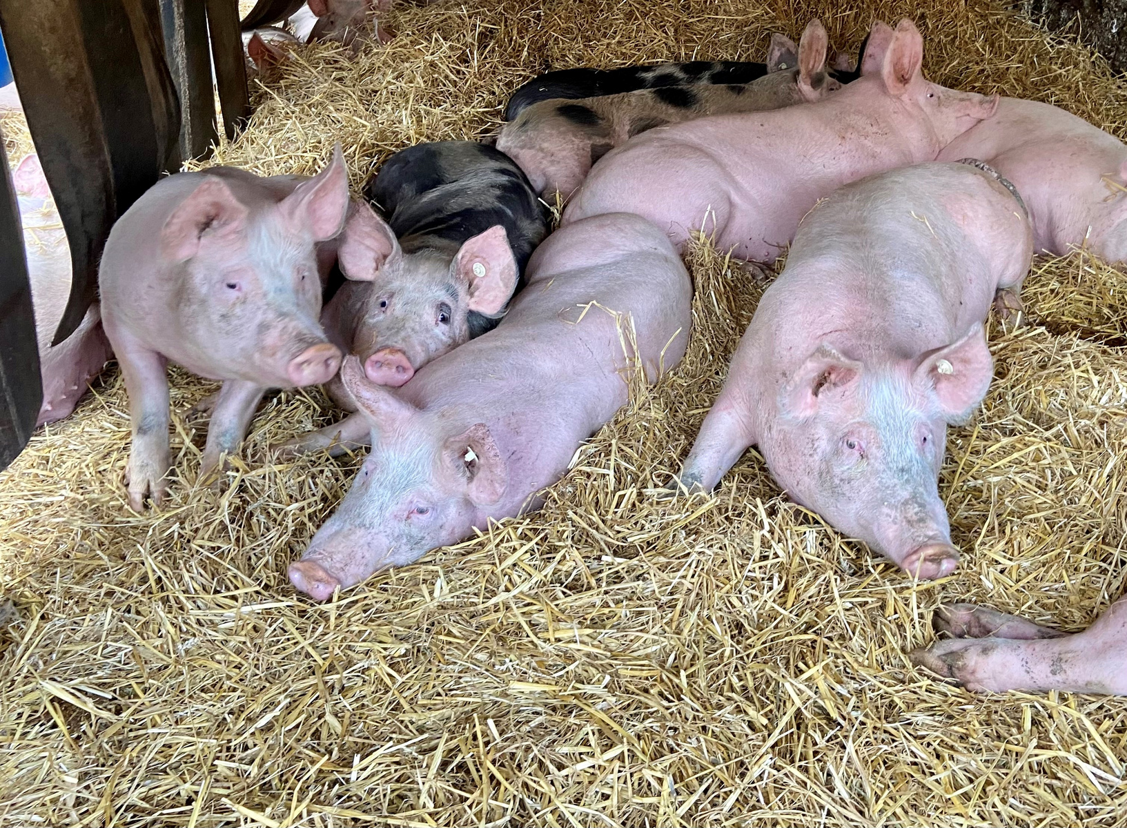 Un gruppo di maiali di varie dimensioni si riposa su un letto di paglia. Alcuni maiali sono di colore rosa chiaro, mentre uno è di colore nero. Sembrano tranquilli e rilassati nell’ambiente della stalla.