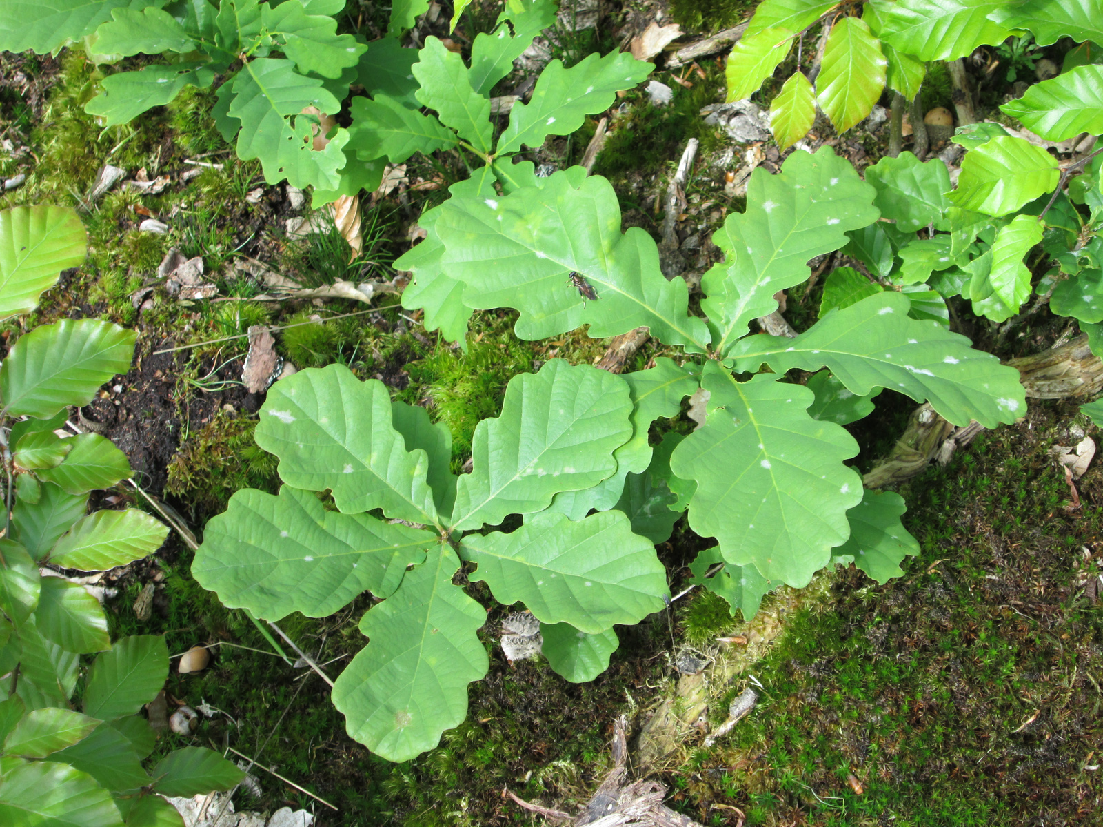 Grünes Laub von jungen Eichen und anderen Pflanzen, die auf moosbedecktem Boden wachsen. Die Blätter sind groß, gezackt und haben verschiedene Formen. Die Szene vermittelt eine natürliche, waldreiche Umgebung.