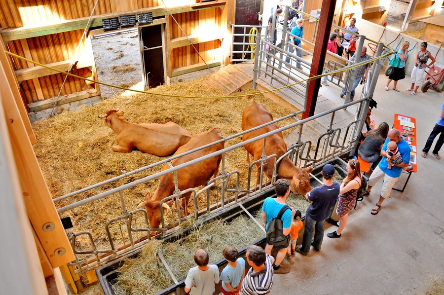 Im Bild sind mehrere Kühe in einem Stall zu sehen, die auf Heu liegen. Vor dem Stall steht eine Gruppe von Menschen, die die Kühe beobachten. Der Stall hat eine rustikale Holzstruktur und ist teilweise offen, sodass Besucher den Tieren nähersehen können.
