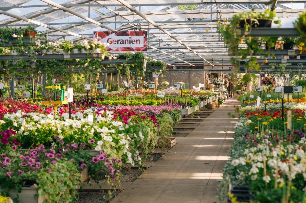 Ein Gewächshaus mit zahlreichen bunten Blumen in Töpfen. In der Mitte führt ein Weg durch die Pflanzen. Über dem Weg hängt ein Schild mit der Aufschrift "Geranien". Die Szene vermittelt eine blühende, fröhliche Atmosphäre.