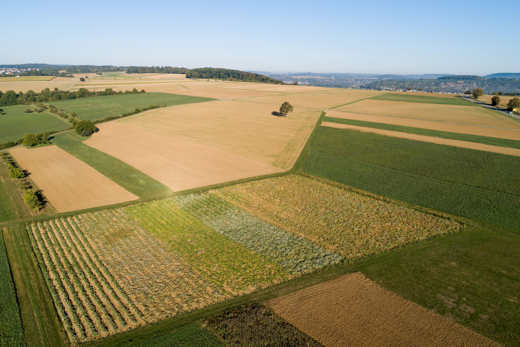 Luftaufnahme von weitläufigen Feldern in verschiedenen Grüntönen und braunen Farben. Die Felder sind in große, rechteckige Abschnitte unterteilt, und ein einzelner Baum steht isoliert auf einem der Felder. Der Himmel ist klar und sonnig.