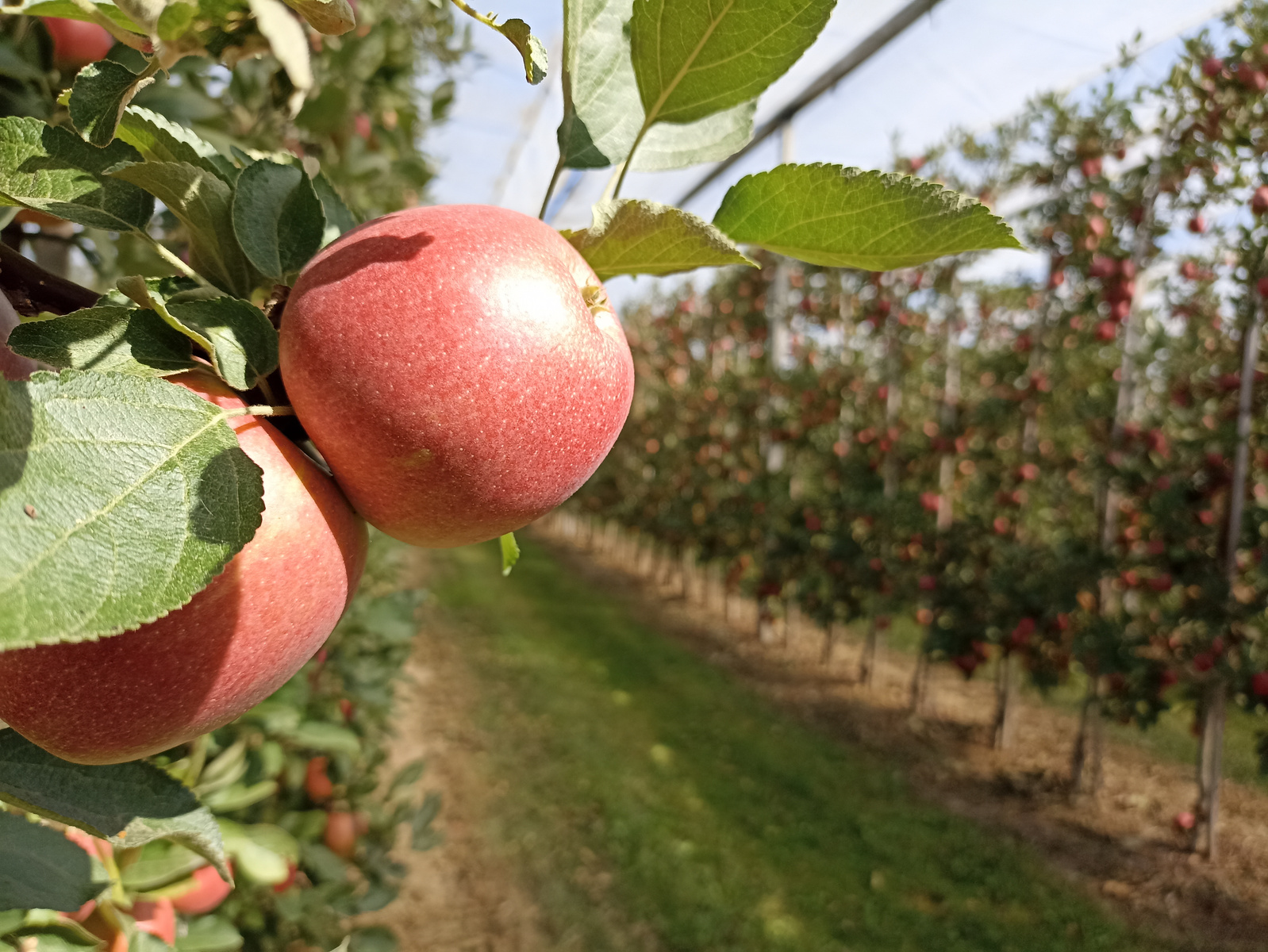 Zwei reife, rote Äpfel hängen an einem Apfelbaum, während im Hintergrund ein Obstgarten mit weiteren Apfelbäumen zu sehen ist. Der Weg zwischen den Reihen ist sichtbar, umgeben von grünem Gras.