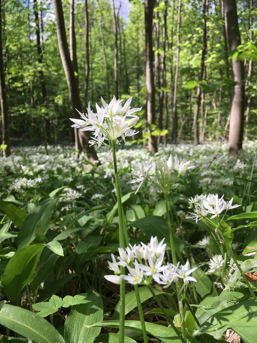 Ein dichter Wald mit üppigem Grün und vielen weißen Blüten, die aus dem Boden sprießen. Im Vordergrund sind mehrere einzelne Pflanzen deutlich sichtbar, während der Hintergrund von Schatten und Licht durchflutet wird. Die Szene vermittelt ein Gefühl von Ruhe und Naturnähe.