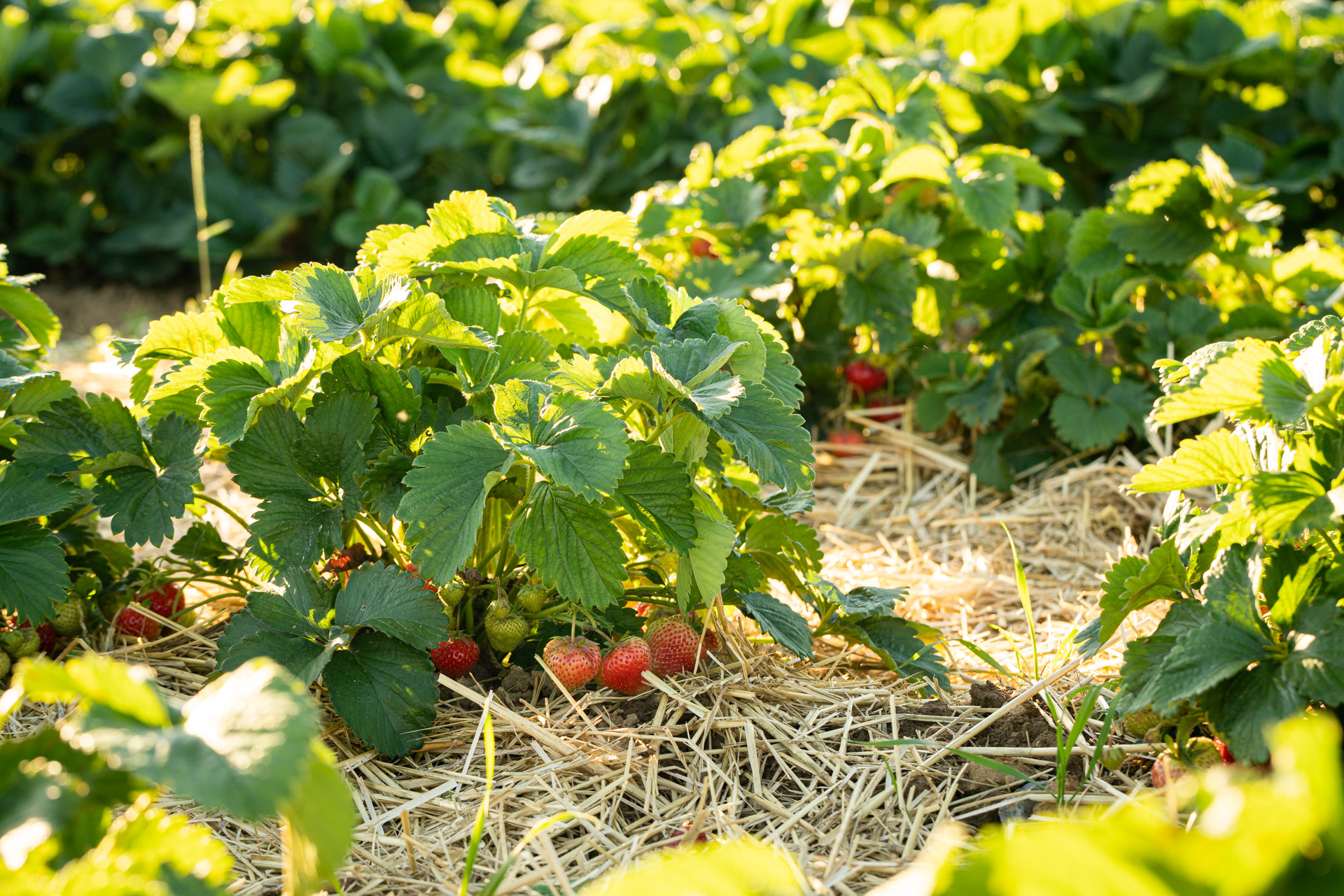 Ein Erdbeerfeld mit dichten, grünen Erdbeersträuchern. Unter den Blättern sind reife, rote Erdbeeren sichtbar, die zwischen dem Strohboden hervorkommen. Das Licht des Tages beleuchtet die Pflanzen und schafft eine lebendige Atmosphäre.